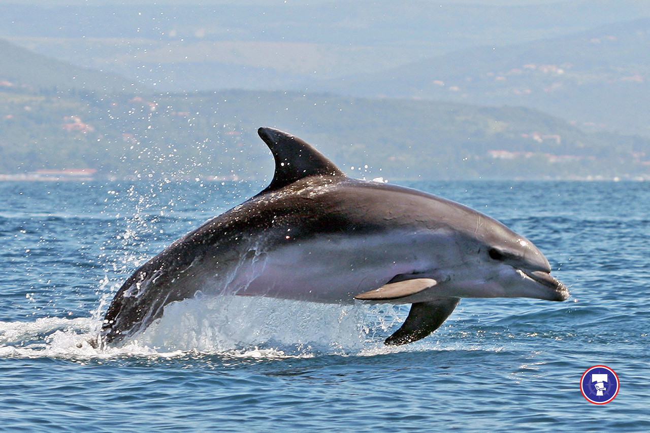 Iskustvo promatranja delfina na MB TORCIDA